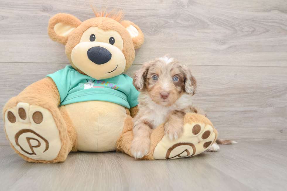 Best Mini Aussiedoodle Baby