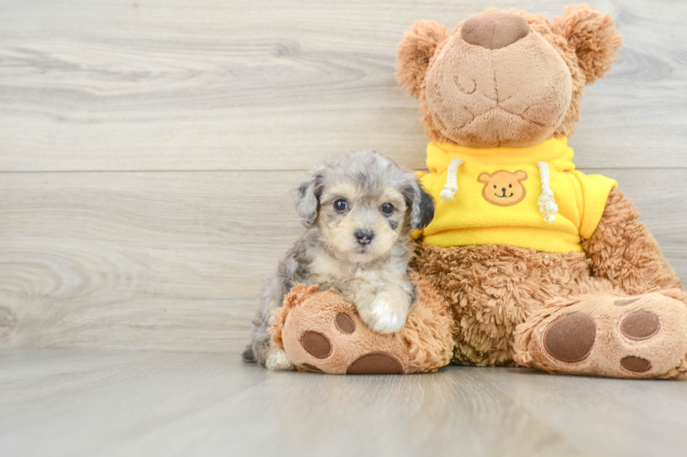 Happy Mini Aussiedoodle Baby