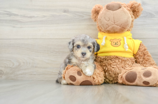 Happy Mini Aussiedoodle Baby