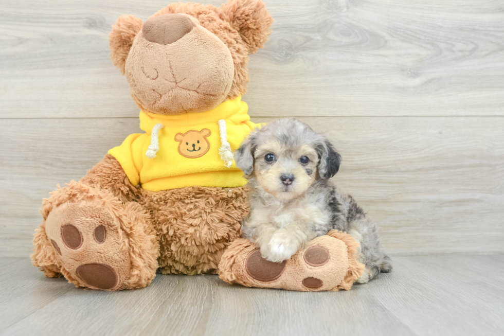 Mini Aussiedoodle Pup Being Cute