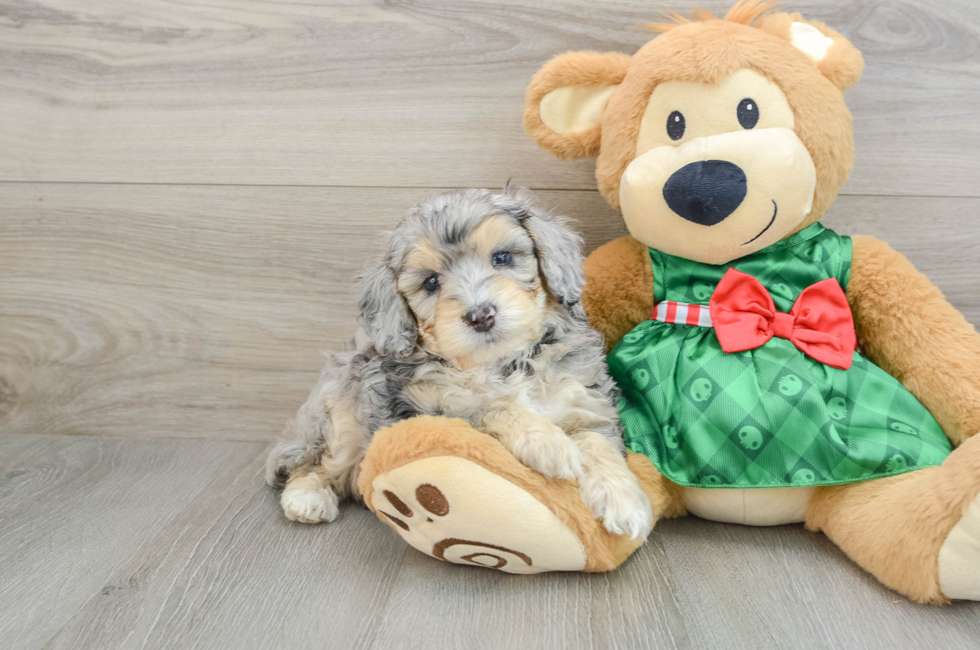 5 week old Mini Aussiedoodle Puppy For Sale - Lone Star Pups