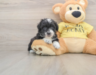 7 week old Mini Aussiedoodle Puppy For Sale - Lone Star Pups