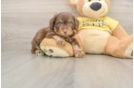 Mini Aussiedoodle Pup Being Cute