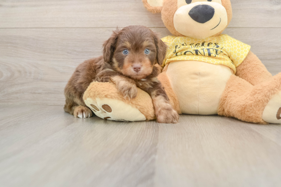 Mini Aussiedoodle Pup Being Cute