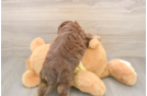 Friendly Mini Aussiedoodle Baby