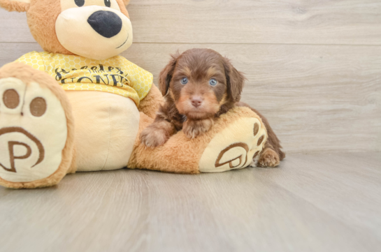 Best Mini Aussiedoodle Baby