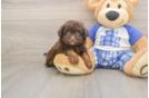 Best Mini Aussiedoodle Baby