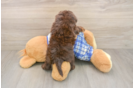 Mini Aussiedoodle Puppy for Adoption
