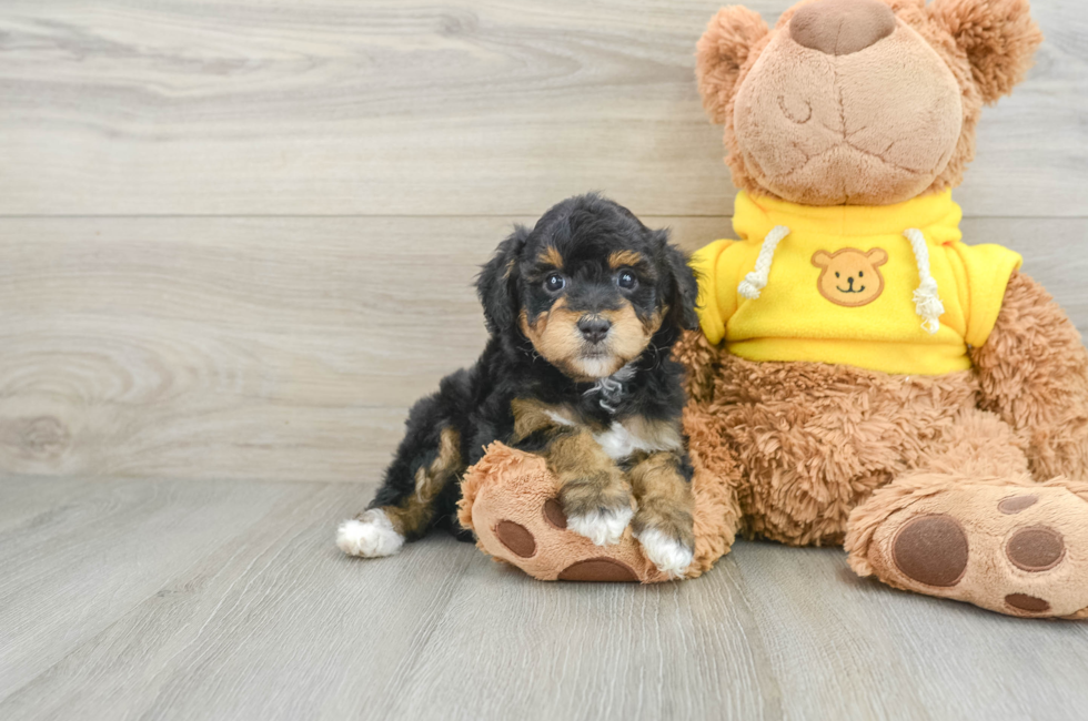 6 week old Mini Aussiedoodle Puppy For Sale - Lone Star Pups