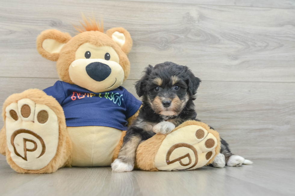 5 week old Mini Aussiedoodle Puppy For Sale - Lone Star Pups