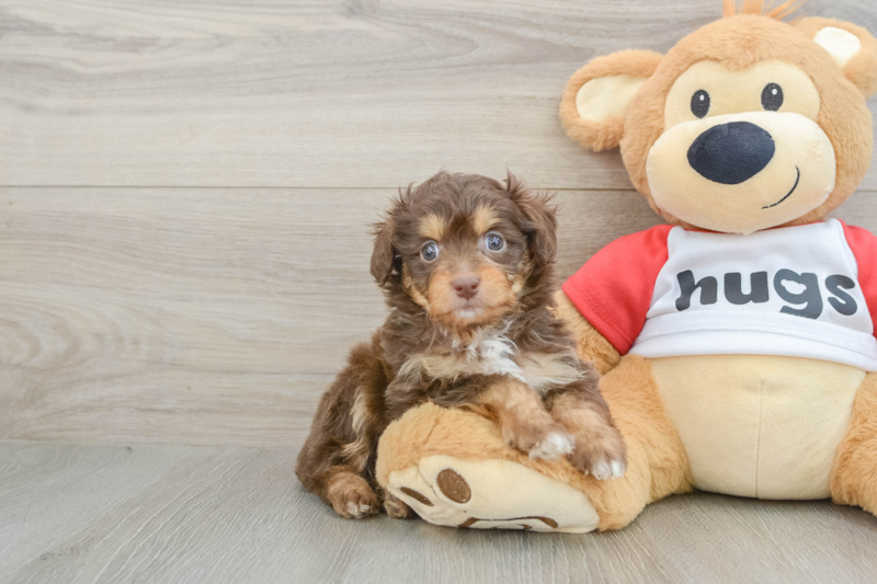 Meet Kathy - our Mini Aussiedoodle Puppy Photo 1/3 - Lone Star Pups