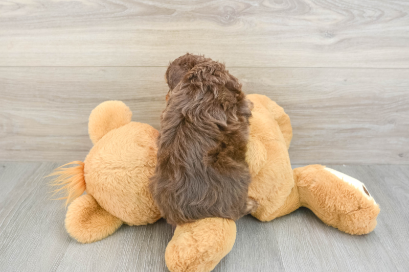Meet Kathy - our Mini Aussiedoodle Puppy Photo 2/3 - Lone Star Pups