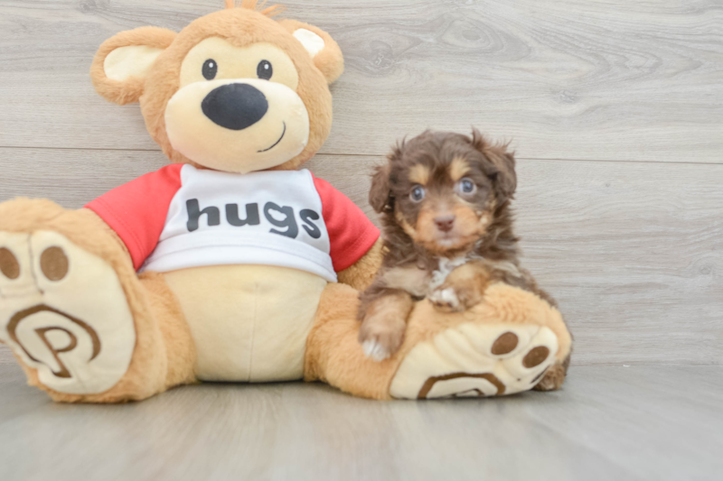 Meet Kathy - our Mini Aussiedoodle Puppy Photo 3/3 - Lone Star Pups