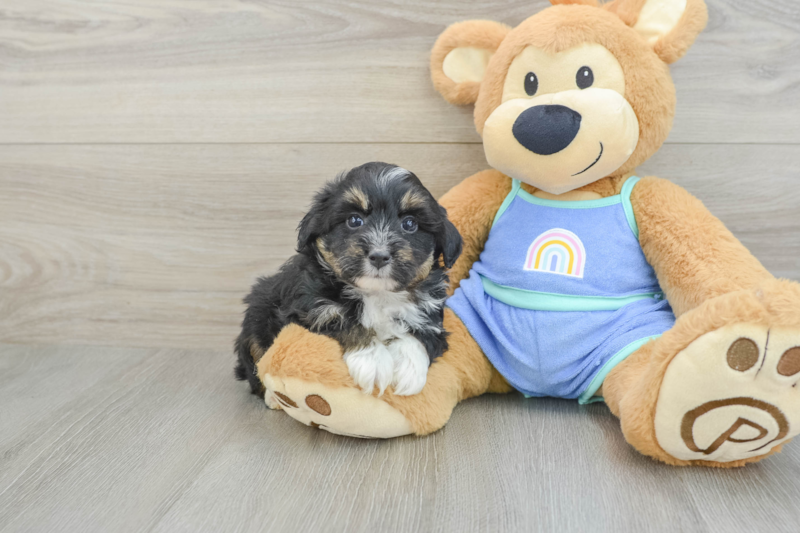 Meet Kathy - our Mini Aussiedoodle Puppy Photo 1/3 - Lone Star Pups