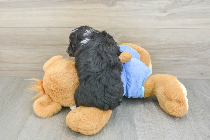Meet Kathy - our Mini Aussiedoodle Puppy Photo 2/3 - Lone Star Pups