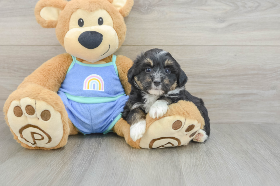 5 week old Mini Aussiedoodle Puppy For Sale - Lone Star Pups