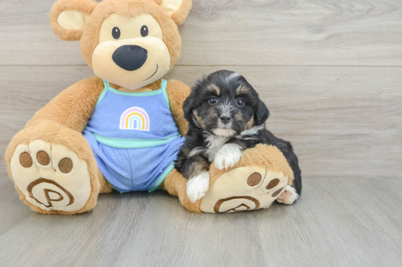 Meet Kathy - our Mini Aussiedoodle Puppy Photo 3/3 - Lone Star Pups