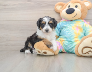 7 week old Mini Aussiedoodle Puppy For Sale - Lone Star Pups