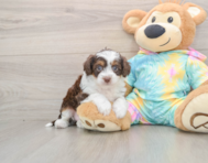 6 week old Mini Aussiedoodle Puppy For Sale - Lone Star Pups