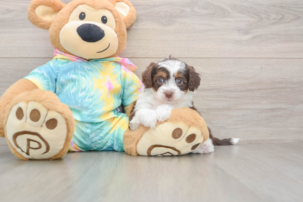 Funny Mini Aussiedoodle Poodle Mix Pup