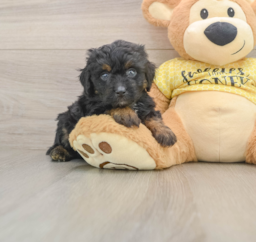7 week old Mini Aussiedoodle Puppy For Sale - Lone Star Pups