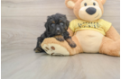 Hypoallergenic Aussiepoo Poodle Mix Puppy