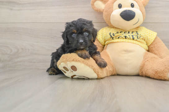 Hypoallergenic Aussiepoo Poodle Mix Puppy