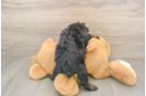 Mini Aussiedoodle Pup Being Cute