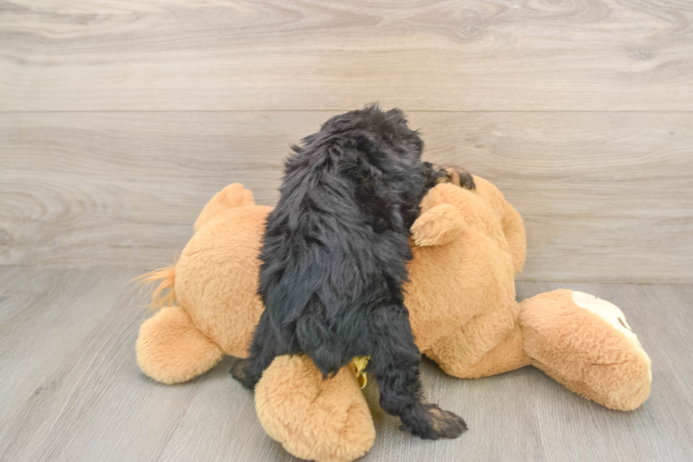 Mini Aussiedoodle Pup Being Cute