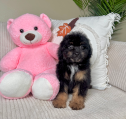9 week old Mini Aussiedoodle Puppy For Sale - Lone Star Pups