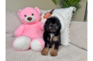 Mini Aussiedoodle Pup Being Cute