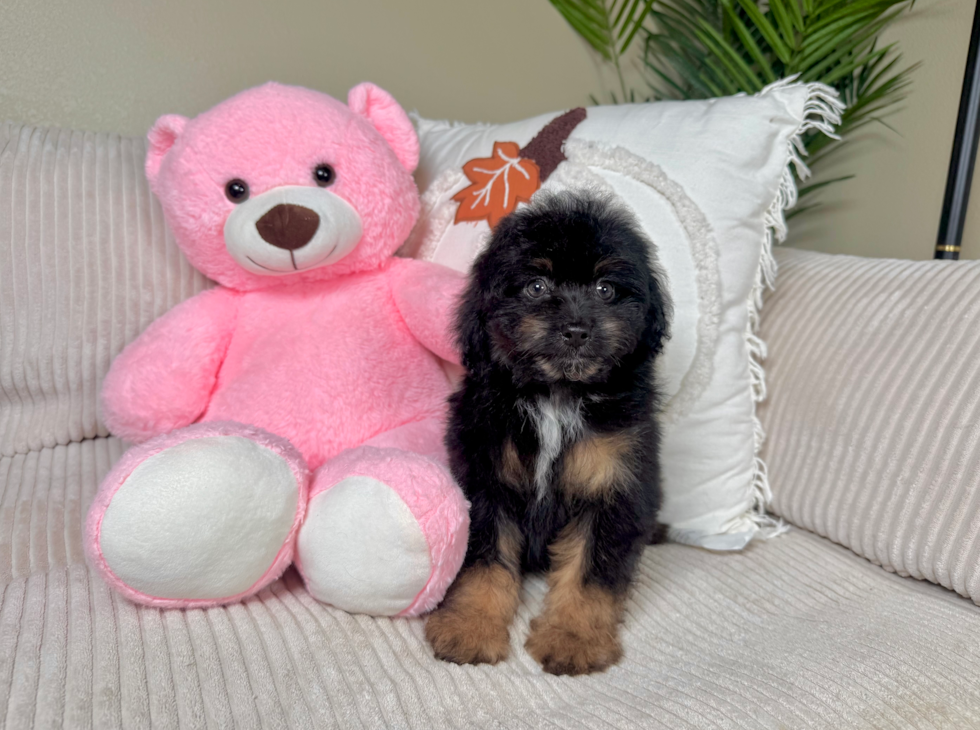 Mini Aussiedoodle Pup Being Cute