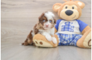 Sweet Mini Aussiedoodle Baby