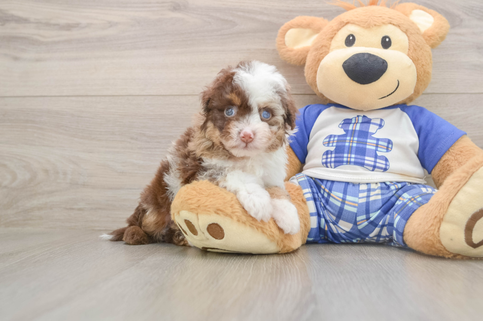 Sweet Mini Aussiedoodle Baby