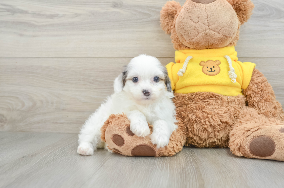 6 week old Mini Aussiedoodle Puppy For Sale - Lone Star Pups