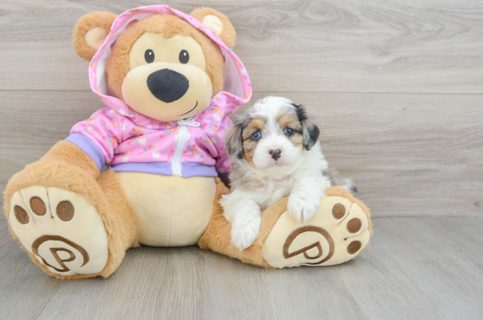 6 week old Mini Aussiedoodle Puppy For Sale - Lone Star Pups