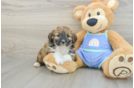 Playful Mini Aussiepoodle Poodle Mix Puppy