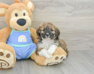 7 week old Mini Aussiedoodle Puppy For Sale - Lone Star Pups
