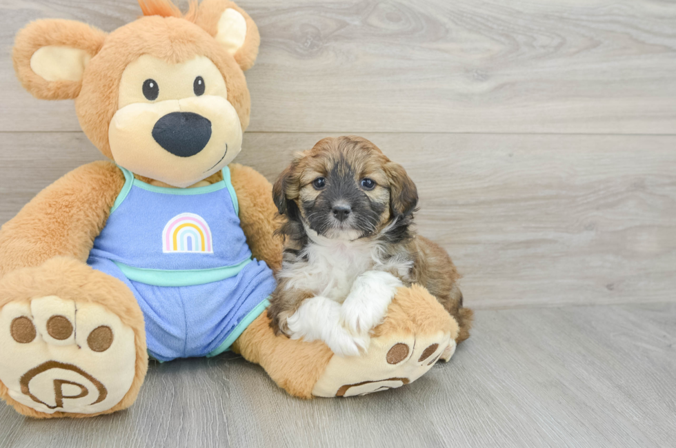 5 week old Mini Aussiedoodle Puppy For Sale - Lone Star Pups