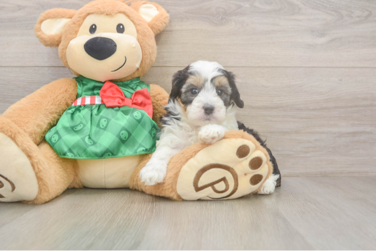 Friendly Mini Aussiedoodle Baby