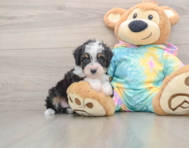 7 week old Mini Aussiedoodle Puppy For Sale - Lone Star Pups