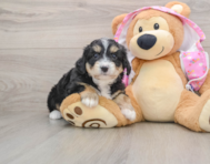 7 week old Mini Aussiedoodle Puppy For Sale - Lone Star Pups