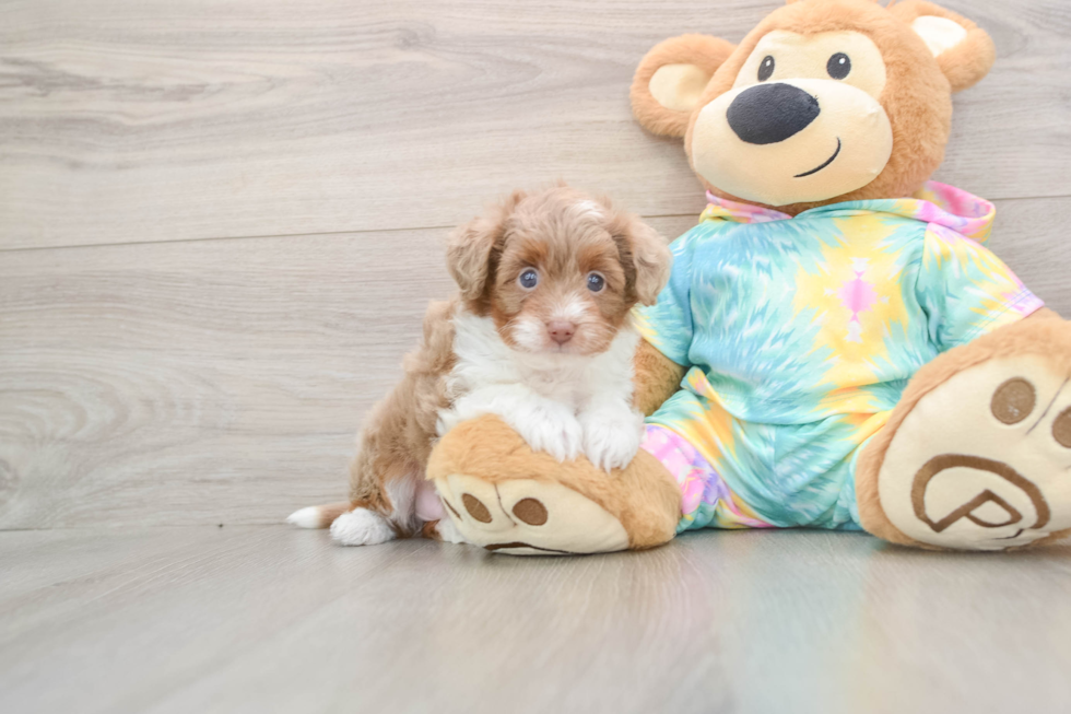 Fluffy Mini Aussiedoodle Poodle Mix Pup