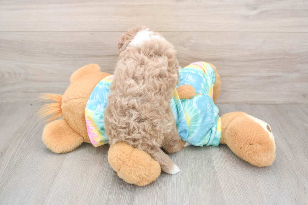 Mini Aussiedoodle Pup Being Cute