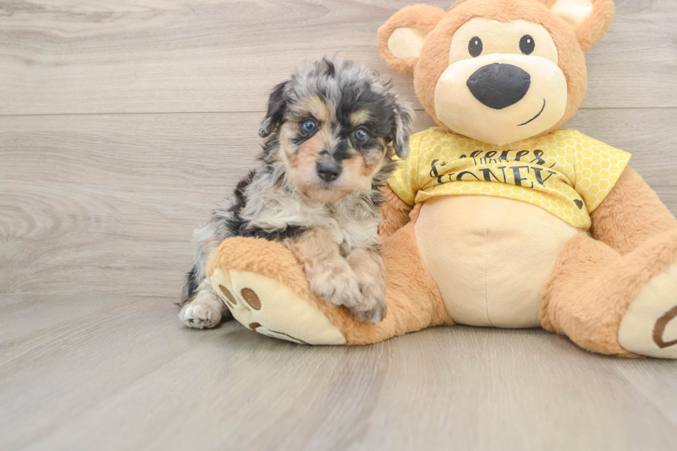 Happy Mini Aussiedoodle Baby