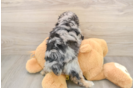 Mini Aussiedoodle Pup Being Cute