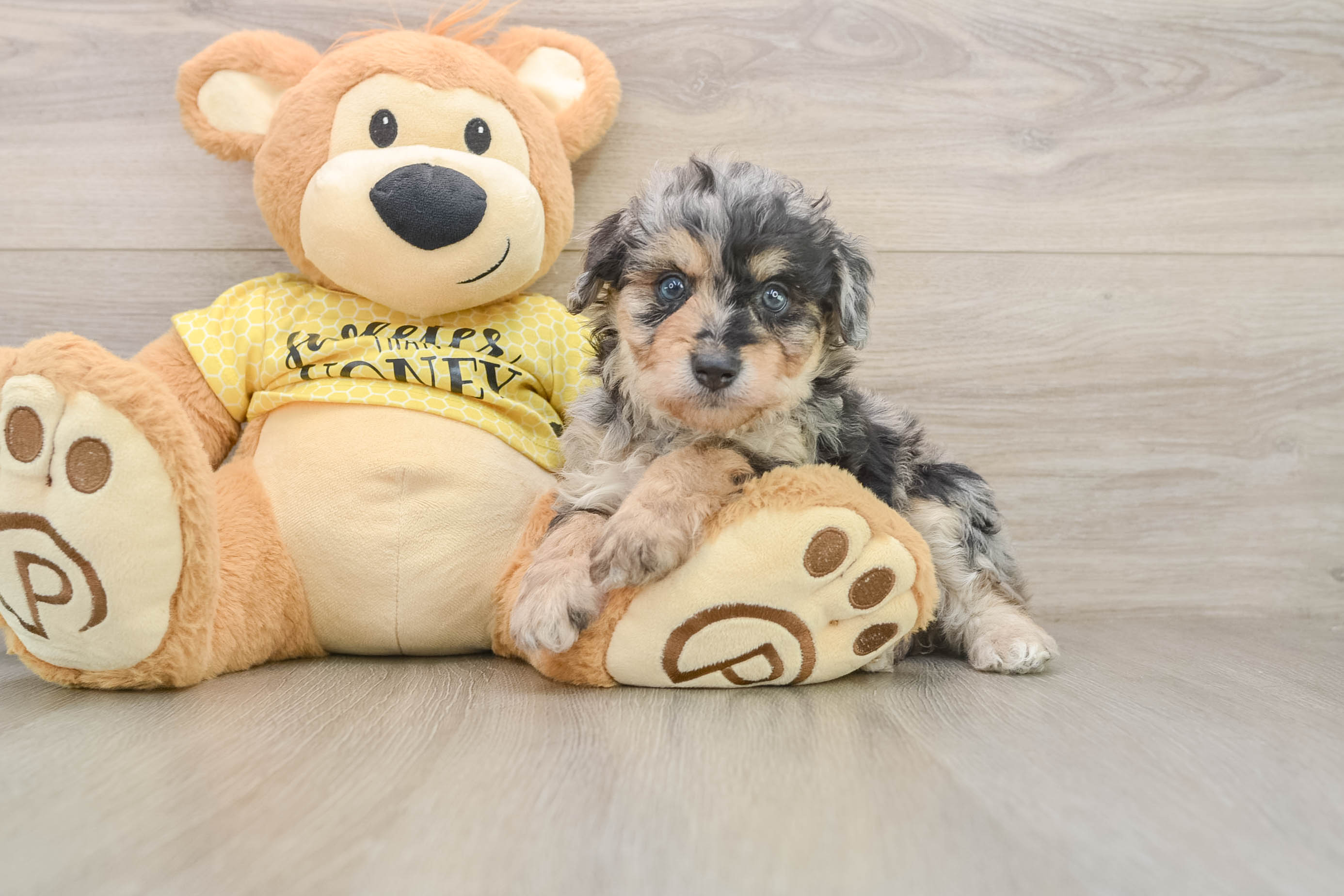 Popular Mini Aussiedoodle Poodle Mix Pup