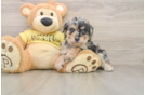 Popular Mini Aussiedoodle Poodle Mix Pup
