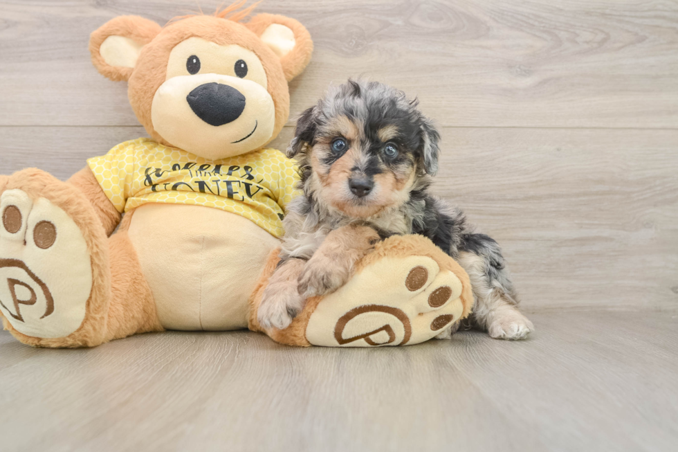 Popular Mini Aussiedoodle Poodle Mix Pup