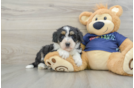 Mini Aussiedoodle Pup Being Cute